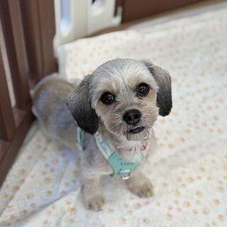 人懐っこくお転婆なシーダックスの女の子