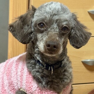 小顔美人カフェオレカラーのトイプーぽむ