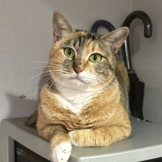 交渉中です。三毛猫いりこちゃん2歳避妊済