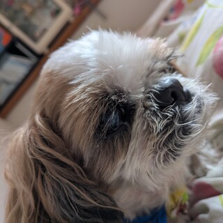 優しい、シーズー犬