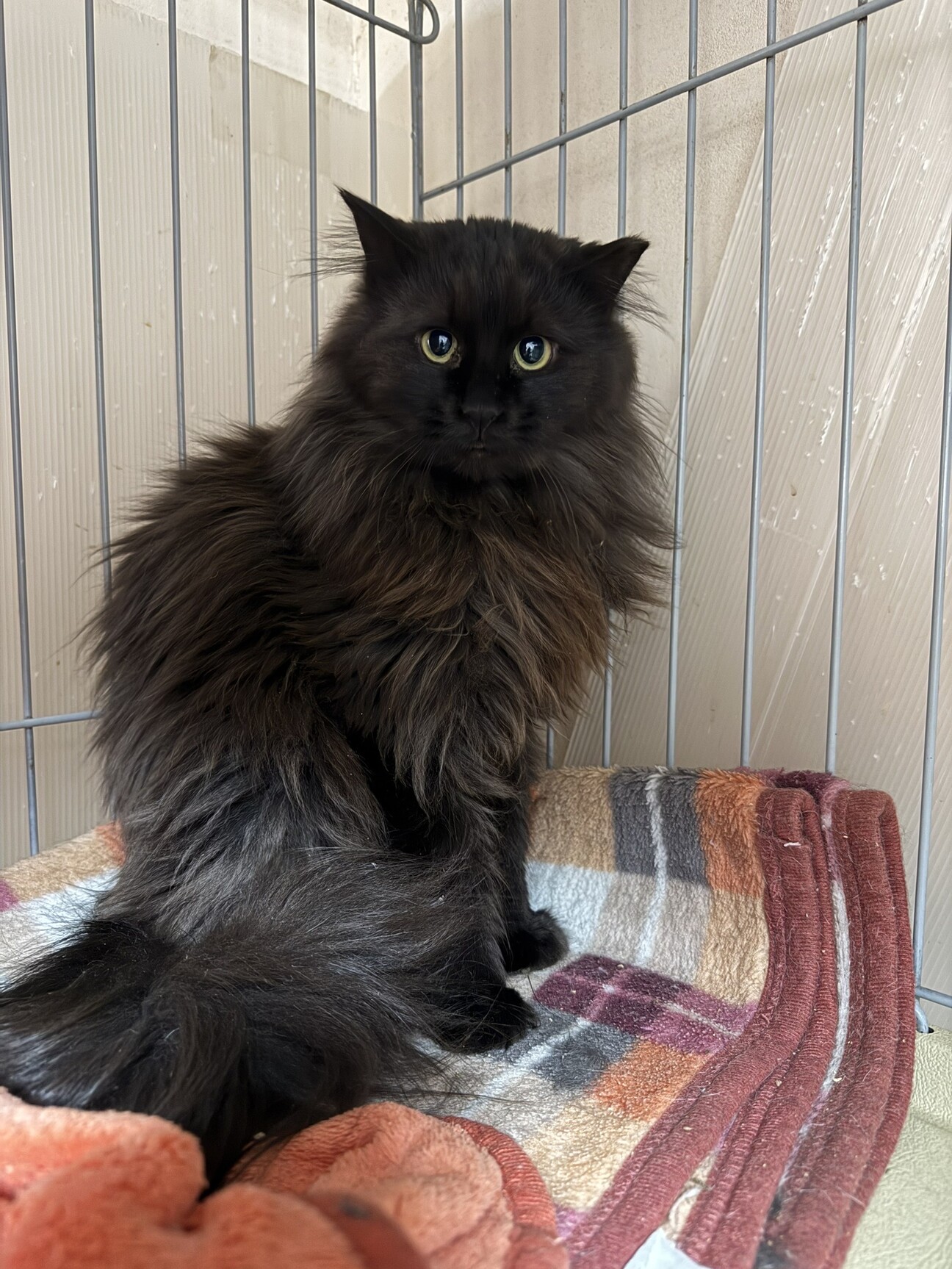 長毛黒猫★人慣れからチャレンジしてみたい方希望 サムネイル1