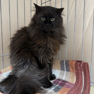 長毛黒猫★人慣れからチャレンジしてみたい方希望
