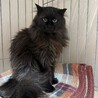 長毛黒猫★人慣れからチャレンジしてみたい方希望 サムネイル1