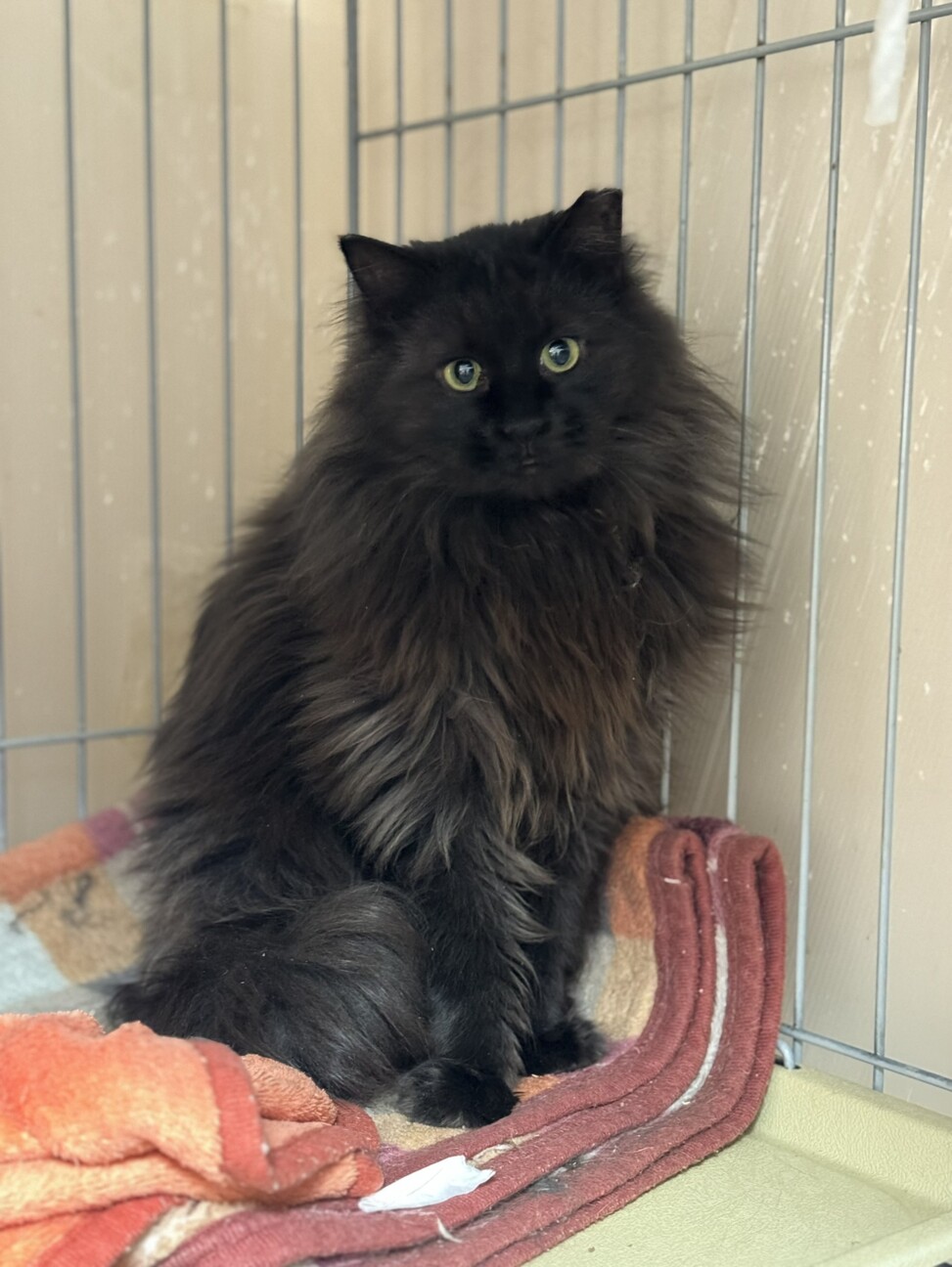 長毛黒猫★人慣れからチャレンジしてみたい方希望 サムネイル3