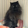 長毛黒猫★人慣れからチャレンジしてみたい方希望 サムネイル3