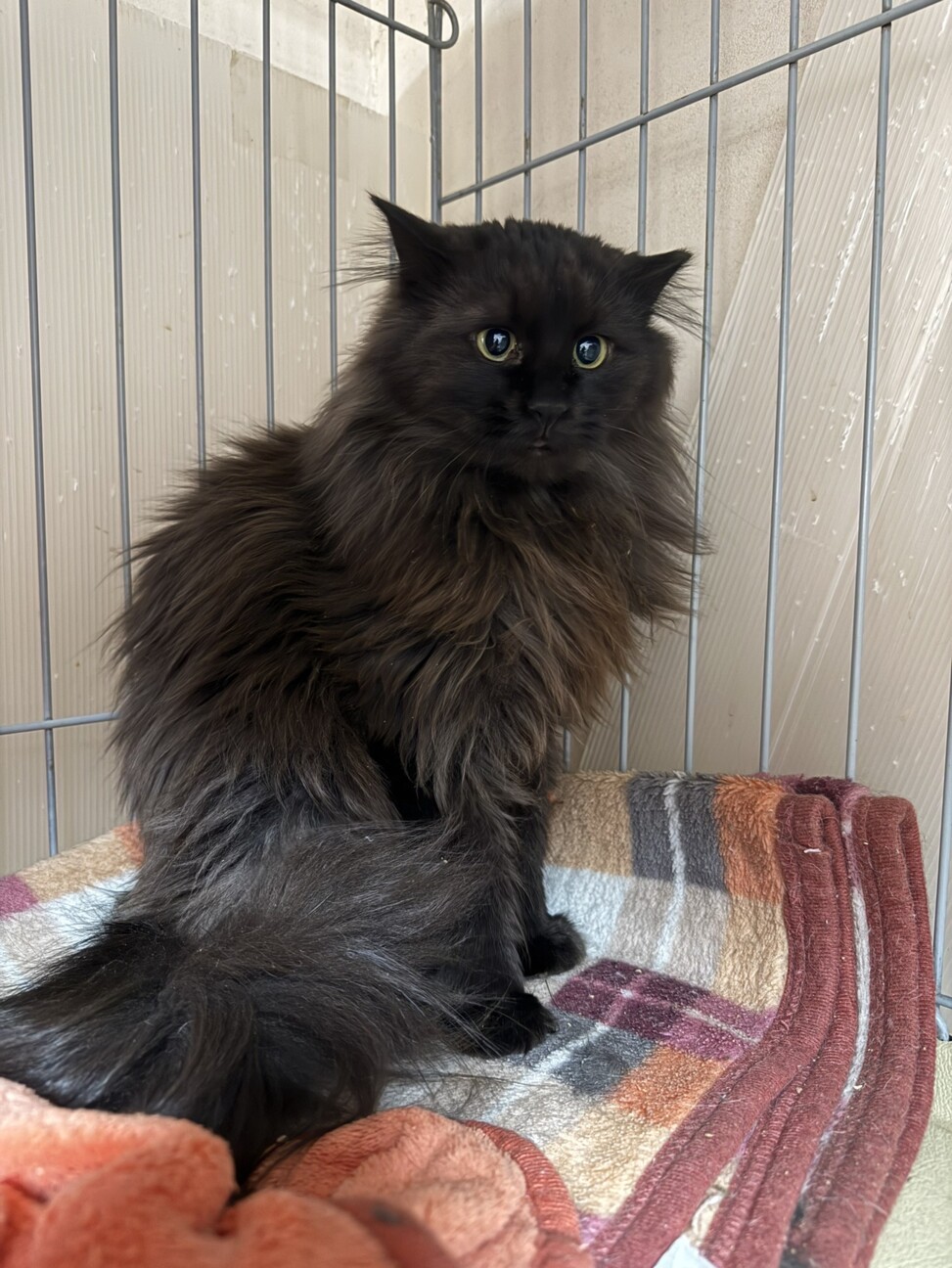 長毛黒猫★人慣れからチャレンジしてみたい方希望 サムネイル6