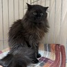 長毛黒猫★人慣れからチャレンジしてみたい方希望 サムネイル6
