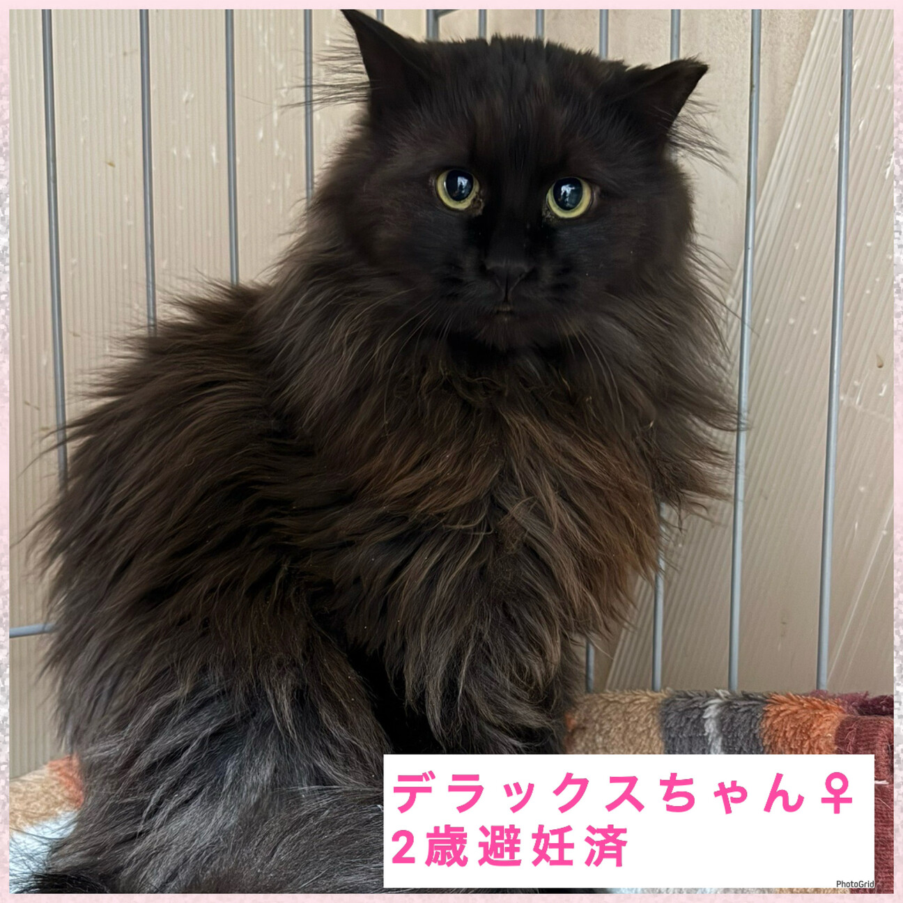 長毛黒猫★人慣れからチャレンジしてみたい方希望 サムネイル7