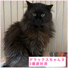 長毛黒猫★人慣れからチャレンジしてみたい方希望 サムネイル7