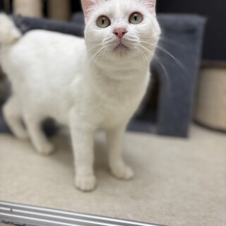 甘えん坊な美少女ゆきみ