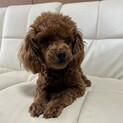 プードル、女の子、とても活発なワンちゃんです。