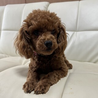 プードル、女の子、とても活発なワンちゃんです。