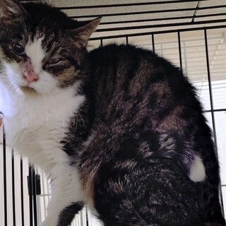 ���Ԃ���� �g���Ԃ��h �N�̓L�����h���e�C��