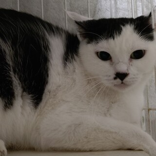 ���O�������q�̃C�J�� �g�Ƃ����h �����