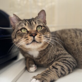 キジ　シャリアブル君　男の子　推定5歳