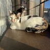 三毛猫　マミィちゃん　女の子　推定7歳