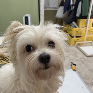 至急です。よろしくお願いします。