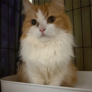 【マンチカンMIX】モフモフ長毛マイペース♡リゼ