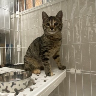 キジ　女の子　4ヶ月　しーちゃん