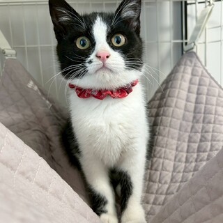 慎重派！尻尾短めの男の子★ショーンくん