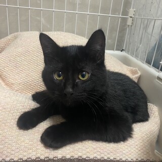 黒猫　4ヶ月　男の子　くー君