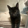 黒猫　4ヶ月　男の子　くー君 サムネイル2