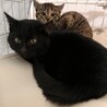 黒猫　4ヶ月　男の子　くー君 サムネイル4