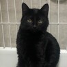黒猫　4ヶ月　男の子　くー君 サムネイル5