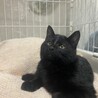 黒猫　4ヶ月　男の子　くー君 サムネイル6