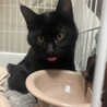 黒猫　4ヶ月　男の子　くー君 サムネイル7