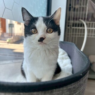 鼻の模様が特徴的♡ジェシカちゃん