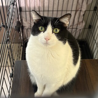 ビビりBOYなハチワレ『ジーニー』