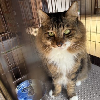 高齢者OK！中毛キジトラ『シン』＊エイズキャリア