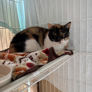 個性派三毛猫LaLa