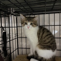 【子猫参加♡保護猫譲渡会】南中野地域ねこの会