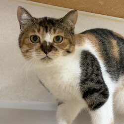 【子猫参加♡保護猫譲渡会】南中野地域ねこの会 サムネイル2