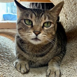 【子猫参加♡保護猫譲渡会】南中野地域ねこの会 サムネイル3