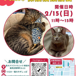 つるみ・猫のカギしっぽ譲渡会　JR鶴見駅西口歩5分室内開催