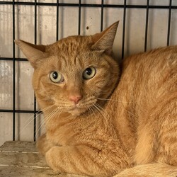 【子猫参加♡保護猫譲渡会】南中野地域ねこの会