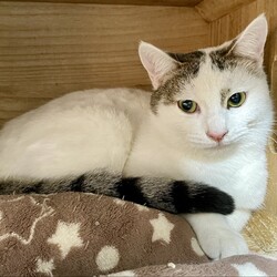 【子猫参加♡保護猫譲渡会】南中野地域ねこの会