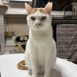 【子猫参加♡保護猫譲渡会】南中野地域ねこの会 サムネイル2