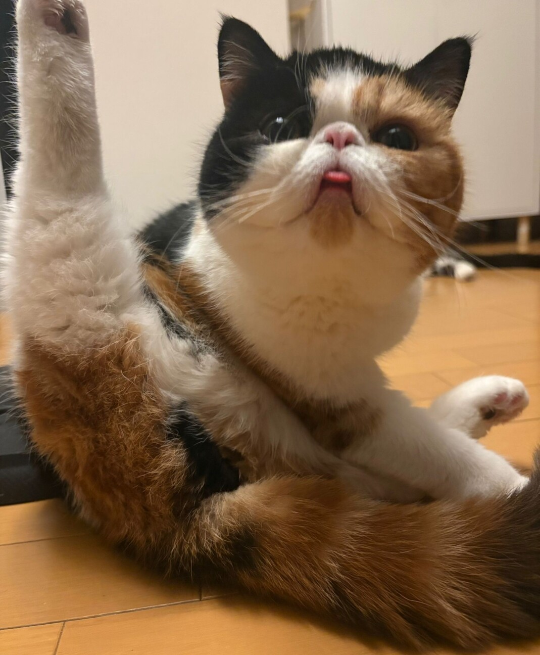 エキゾチックショートヘア」東京都 - 猫の里親募集(535110) 2枚目の