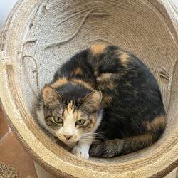 【子猫参加♡保護猫譲渡会】南中野地域ねこの会 サムネイル3
