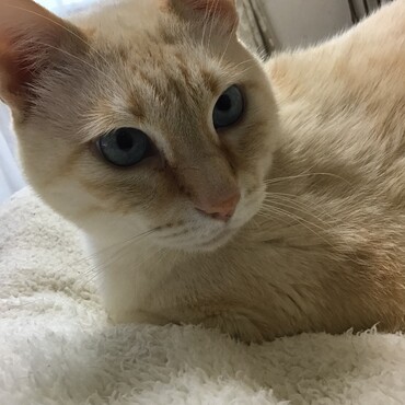 だめだよ、倖ちゃん、そんなことしちゃ。ママに聞かなきゃ