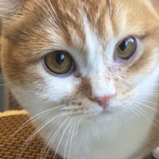 おうち決定！こはるくん