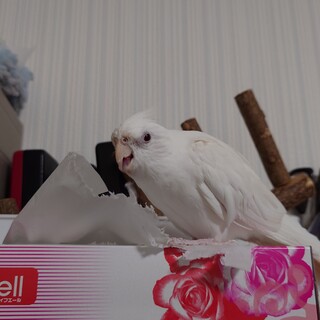 オカメインコ里親募集します(里親決定)