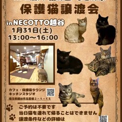なごの家保護猫譲渡会in necotto 越谷