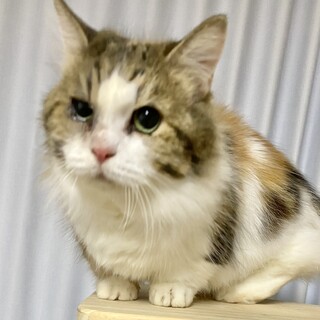 大人しいマンチカン（メス）の短足ちゃんです★