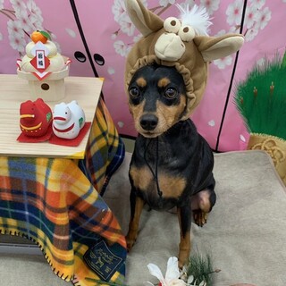 天真爛漫で甘えん坊のかまってちゃん