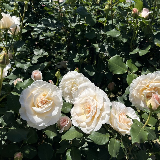 サトウ、猫が好きのカバー写真